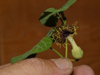 Aristolochia.jpg