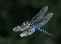 ROY_3284.JPG
