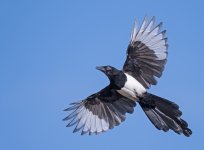 DSC_4050.jpg