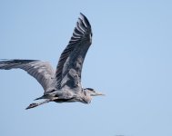 DSC_3958.jpg