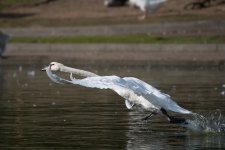 DSC_3984.jpg
