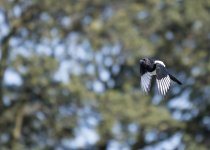 DSC_4045.jpg