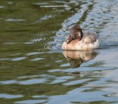 DSC_3977.jpg