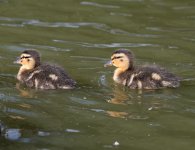 DSC_4000.jpg