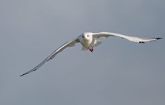 DSC_4055.jpg