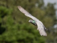 DSC_4067.jpg