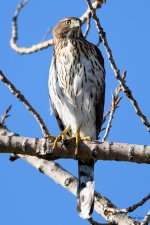 CoopersHawk-215.jpg