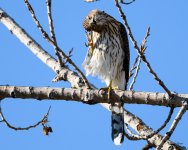 CoopersHawk-217.jpg