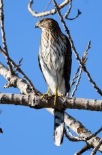 CoopersHawk-218.jpg