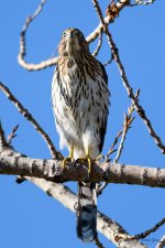 CoopersHawk-210.jpg