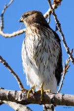 CoopersHawk-216.jpg