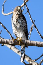 CoopersHawk-212.jpg