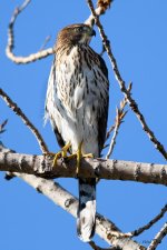 CoopersHawk-213.jpg