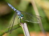 Dragonfly2.jpg