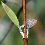 HairStreak.jpg