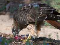 Hawk6.jpg