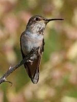 Hummer7.jpg