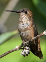 Hummer13.jpg