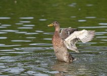 DSC_4078.jpg