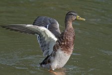 DSC_4154.jpg