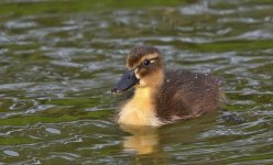 DSC_4102.jpg