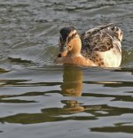 DSC_4127.jpg