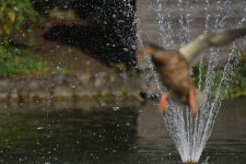 DSC_4146.jpg