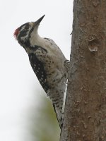 Woodpecker4.jpg