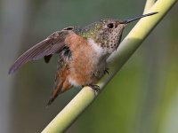 Hummer16.jpg