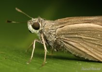 DSC_2527.jpg
