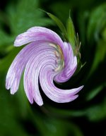 DSC_0004twirl.jpg