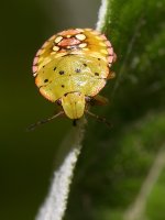 Beetle.jpg