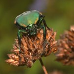 Beetle3.jpg