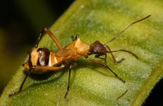 Beetle4.jpg
