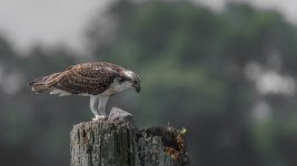 _DSC6969-Edit.jpg