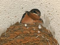 Swallow.jpg