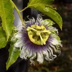 Passiflora3.jpg