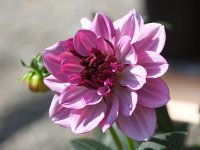 Dahlia.jpg