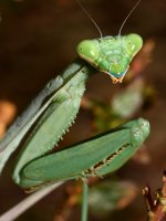 Mantis2.jpg
