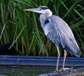 DSC_4286.jpg