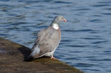 DSC_4279.jpg