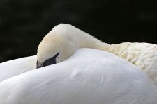 DSC_4381.jpg