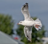 DSC_4294.jpg