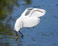 SnowyEgret-205.jpg