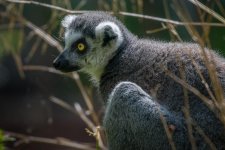 Lemur.jpg