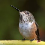 Hummer23.jpg