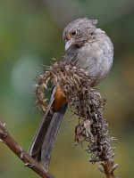 Towhee.jpg