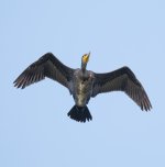 DSC_4461.jpg