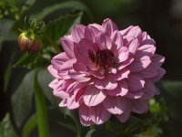 Dahlia.jpg