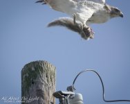 DSC_3503 low res.jpg